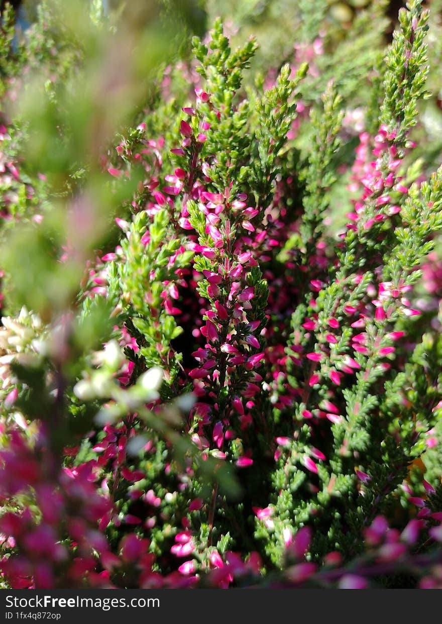 Heather (called Erica) in the garden, cute violet autumn plants in the nature, in the woods and meadows. Heather (called Erica) in the garden, cute violet autumn plants in the nature, in the woods and meadows.