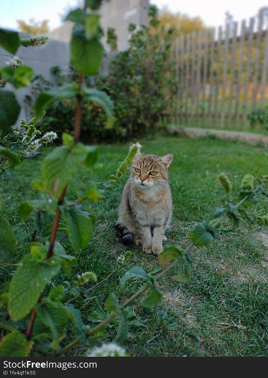 Cat In The Garden Behind The Mint Bush