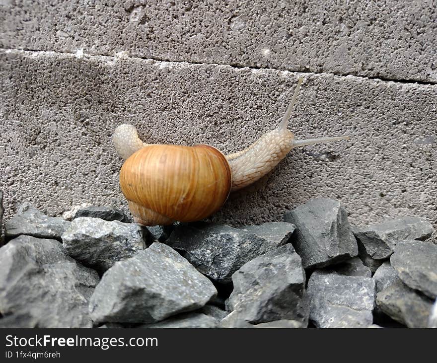 Burgundy snail Roman snail Helix pomatia on concrete blocks Europe, Czech Republic. Burgundy snail Roman snail Helix pomatia on concrete blocks Europe, Czech Republic