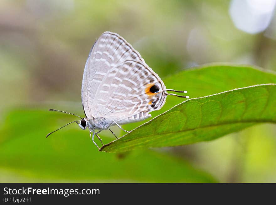 Jamides alecto resting on a leaf