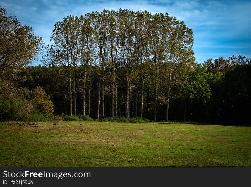 Open field at the forest