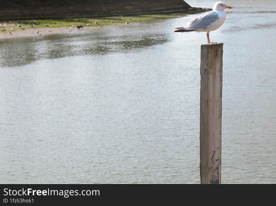 seagull in Deauville this summer