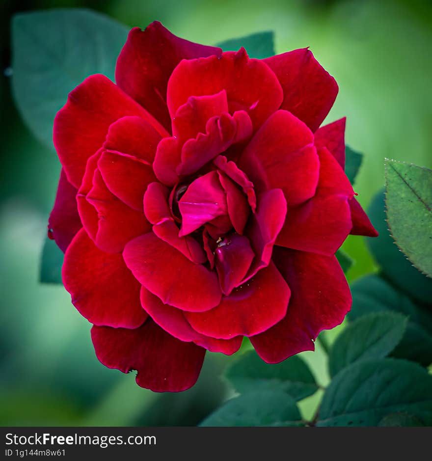 The reddest rose from my garden