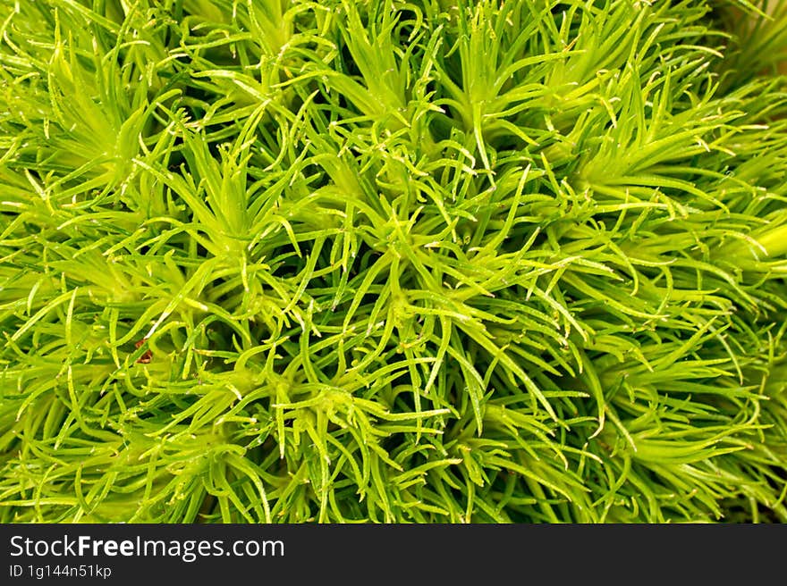 Close-up photo of grass