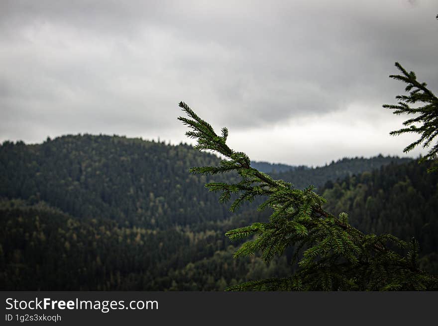 Fir Tree Branch And A Beautiful Landscape