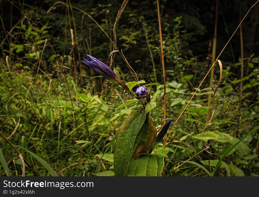 Photo of a purple flower from forest