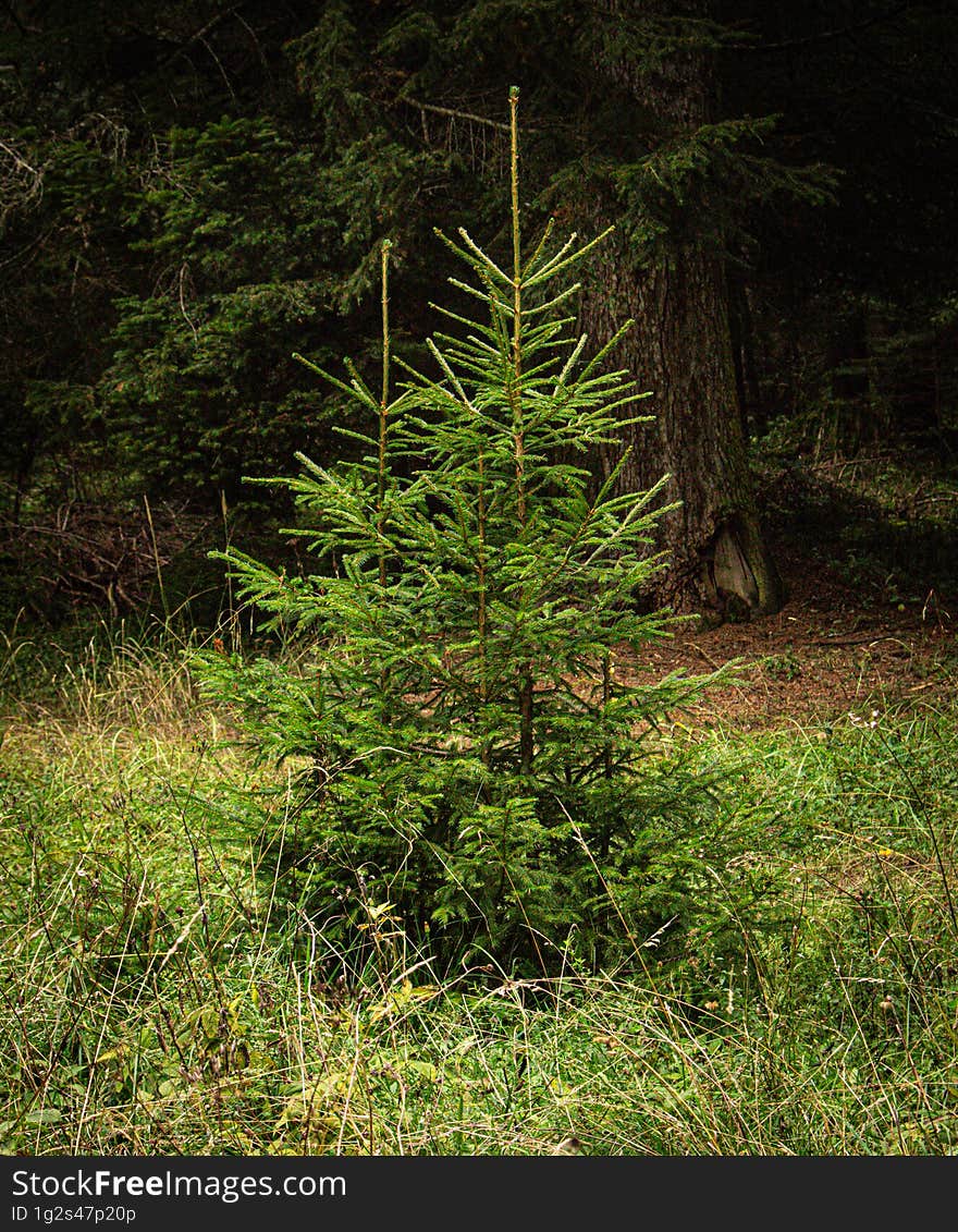 Fir saplings from the forest of Borsec