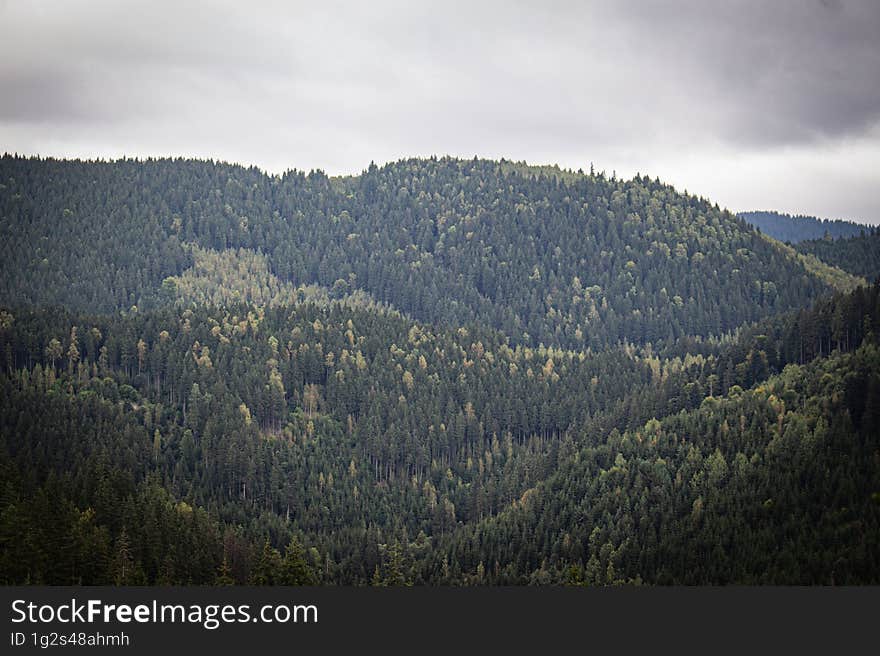 Rainy day above the forest from Borsec