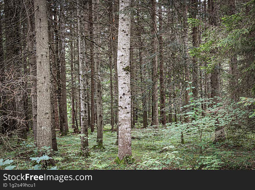 Tree trunks from the forest of Borsec