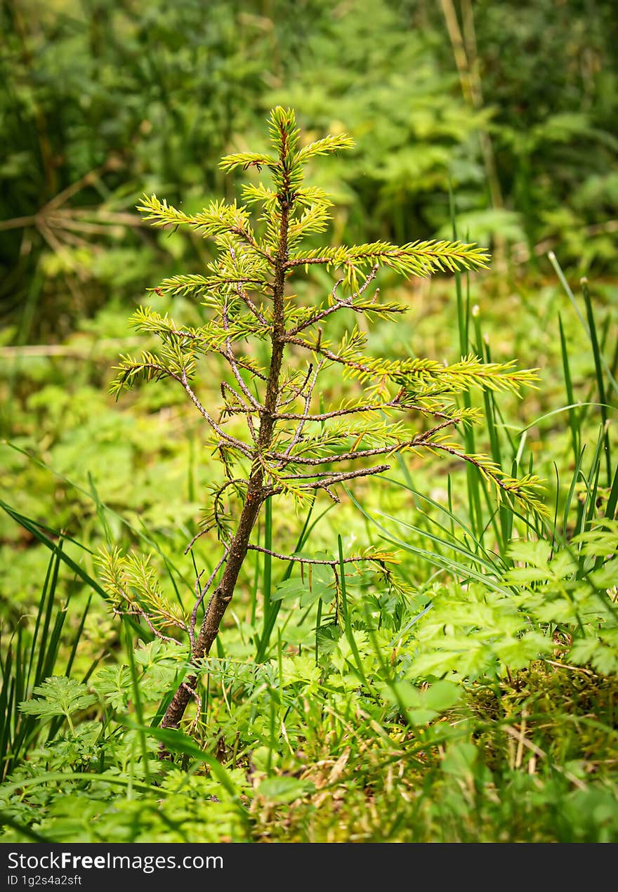 Fir saplings from the forest of Borsec