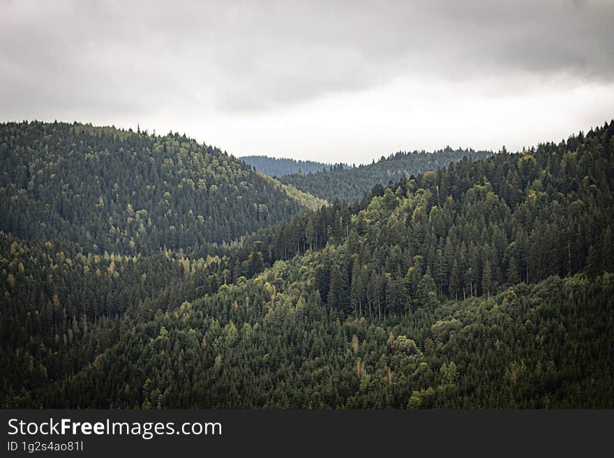 Rainy day above the forest from Borsec