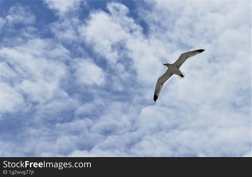 Seagull fly high in the blue sky