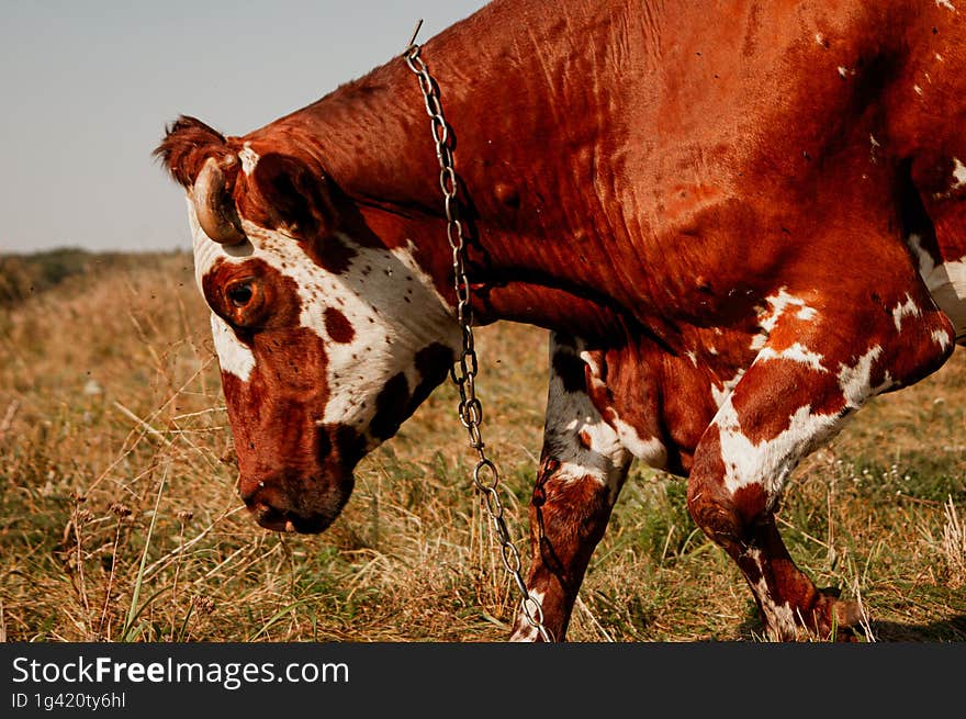 Portrait of a red and white cow in profile against the background of an autumn field