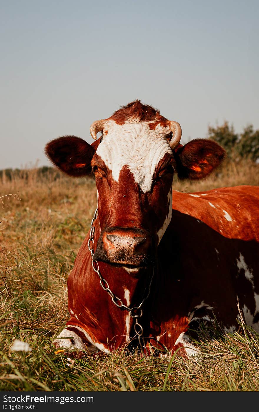 Portrait of a red and white cow sitting on the grass and looking away