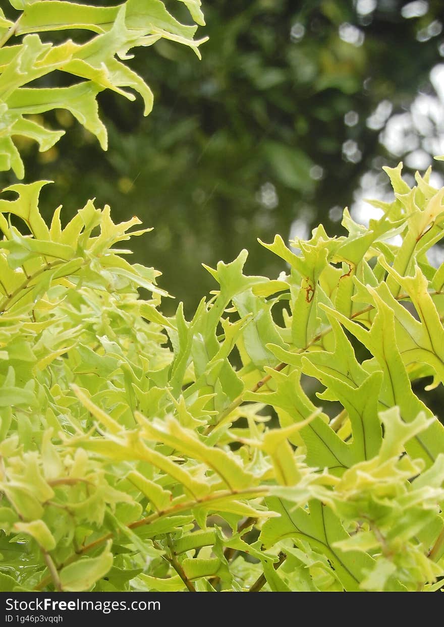 WILD NATURE IN THE GARDEN