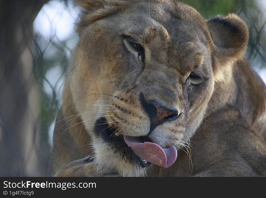 lioness waking from her nap cute face