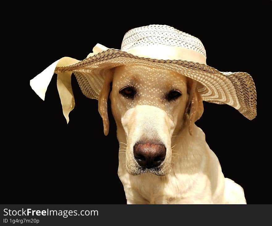 A cute adorable Labrador retriever dog with white hat