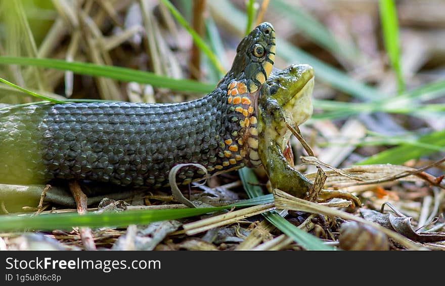 a common one swallows a green frog