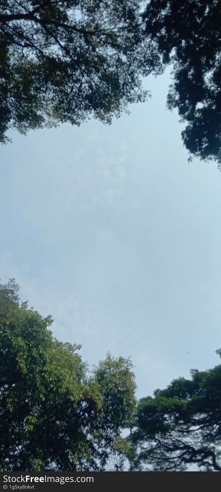 blue sky between banyan trees