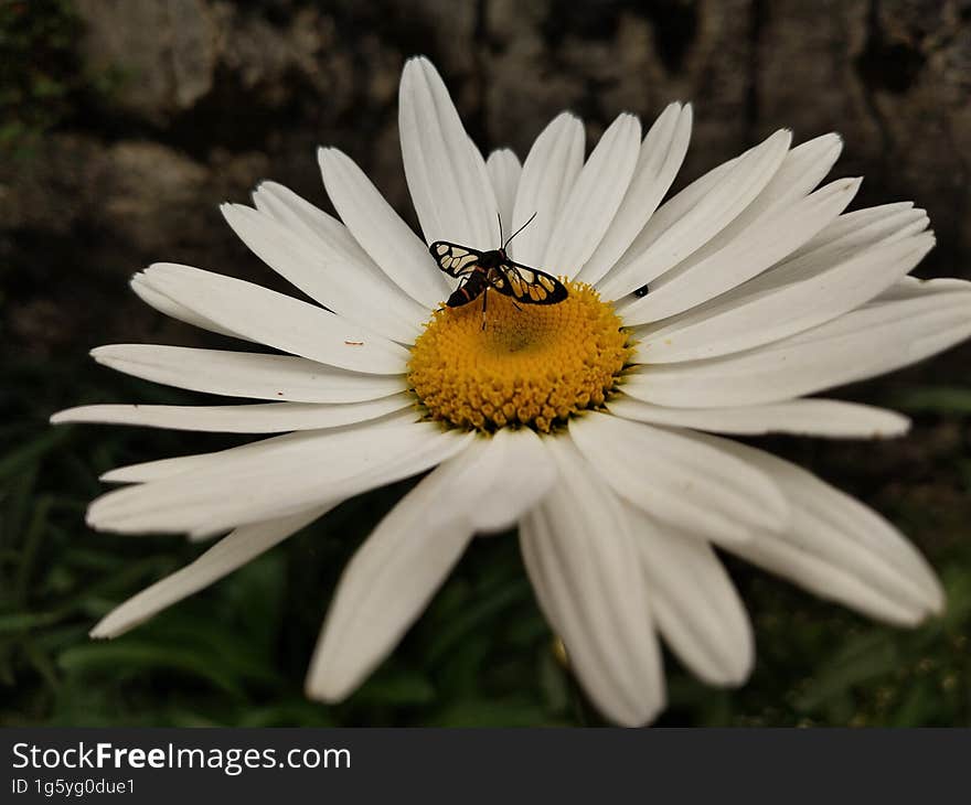 A fly on white flower, close up