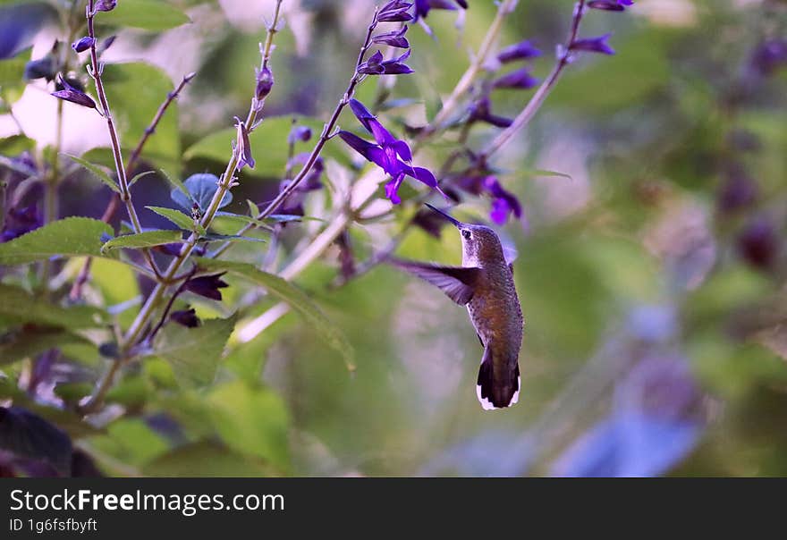 bird in the forest with purple tree and lush flowers
