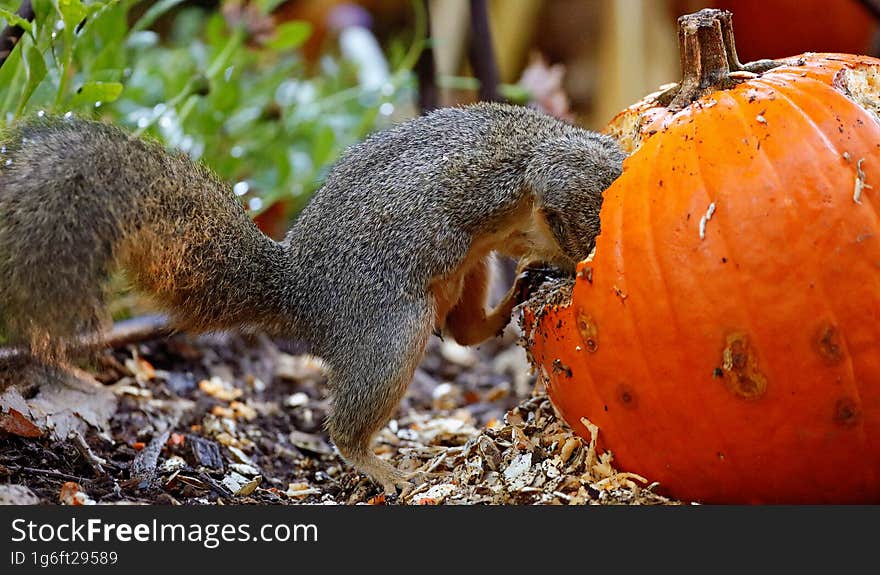 squirrel inside a pumpkin with half body