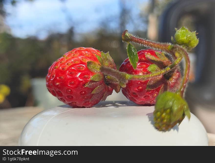 Strawberry autumn nature Berry red