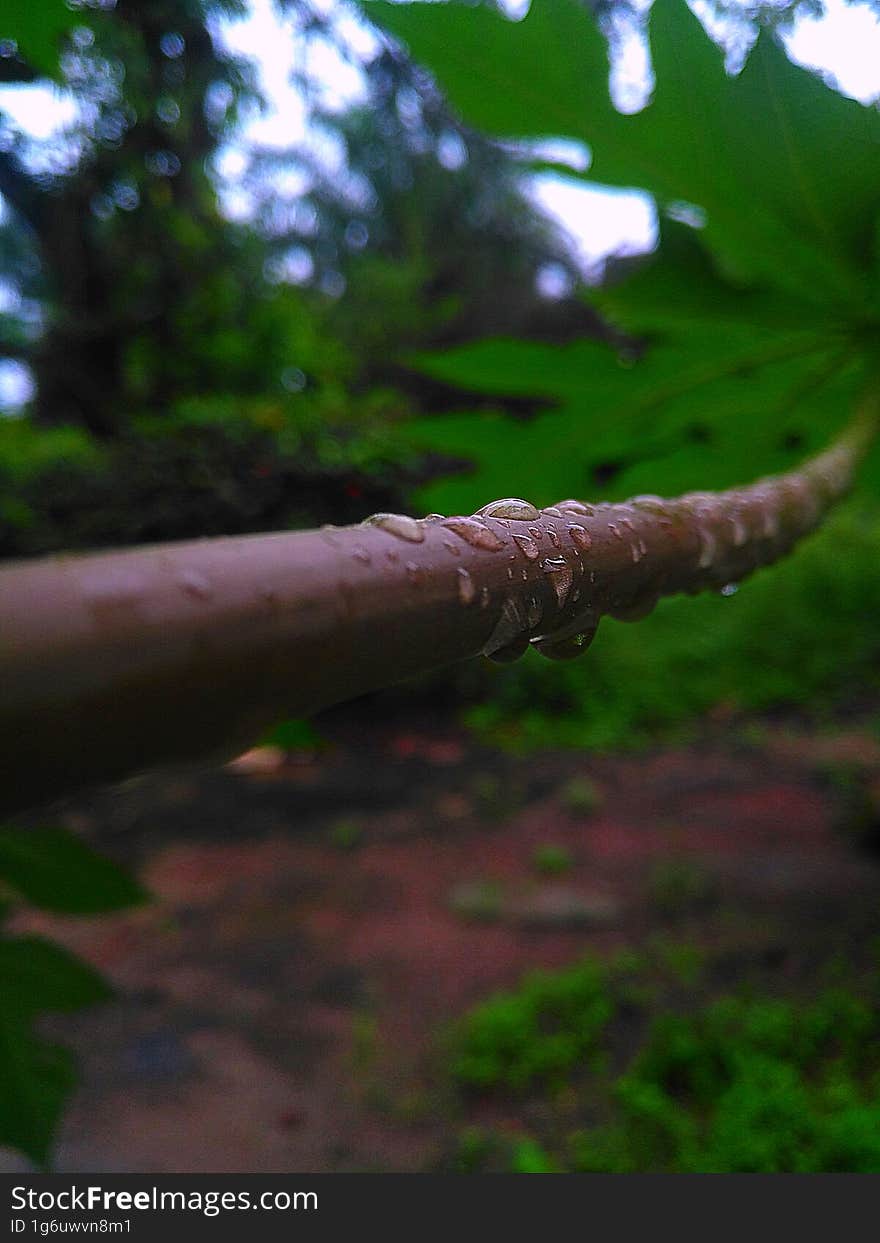 Early morning waterdrop photography