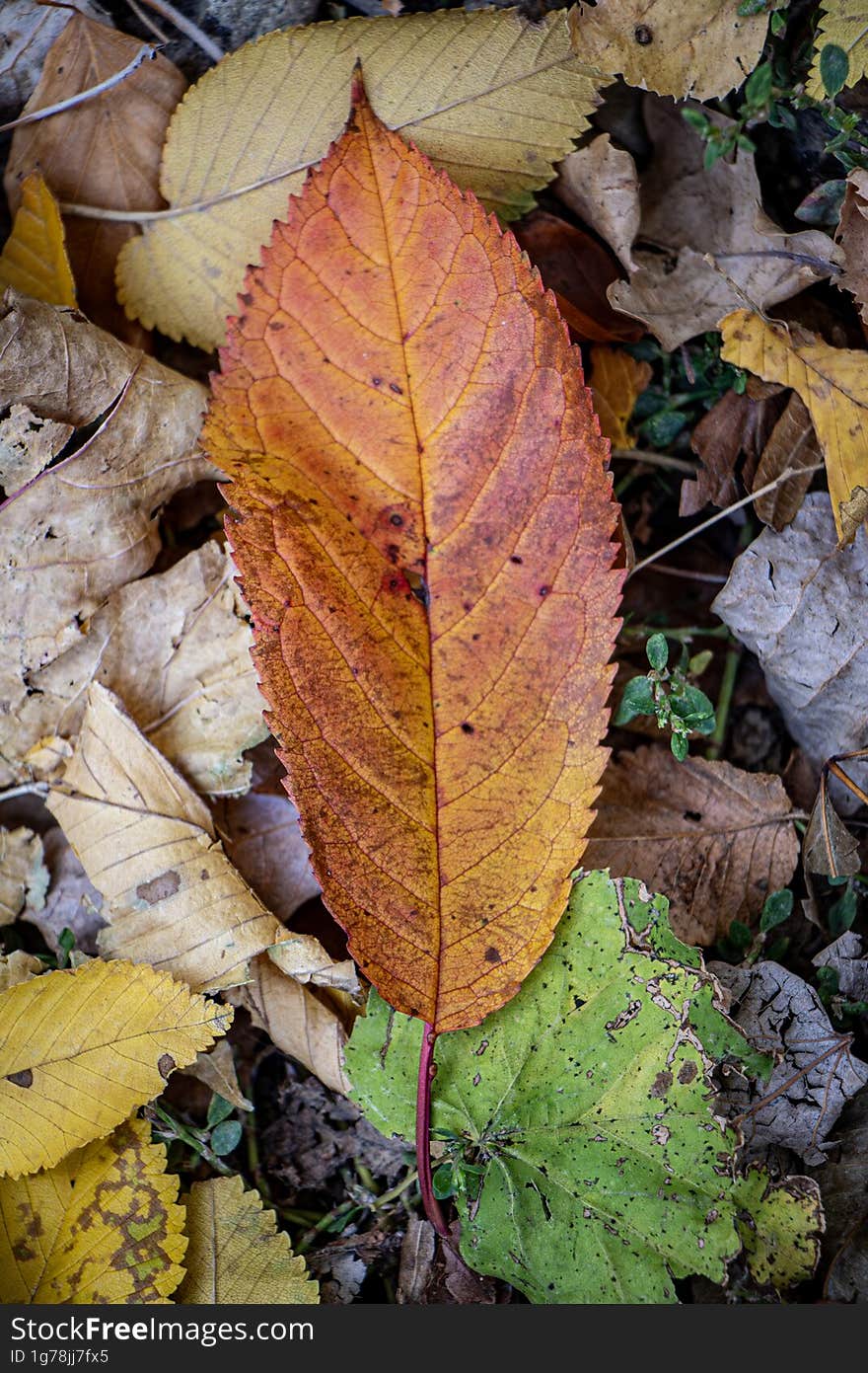 The beauty of autumn leaf