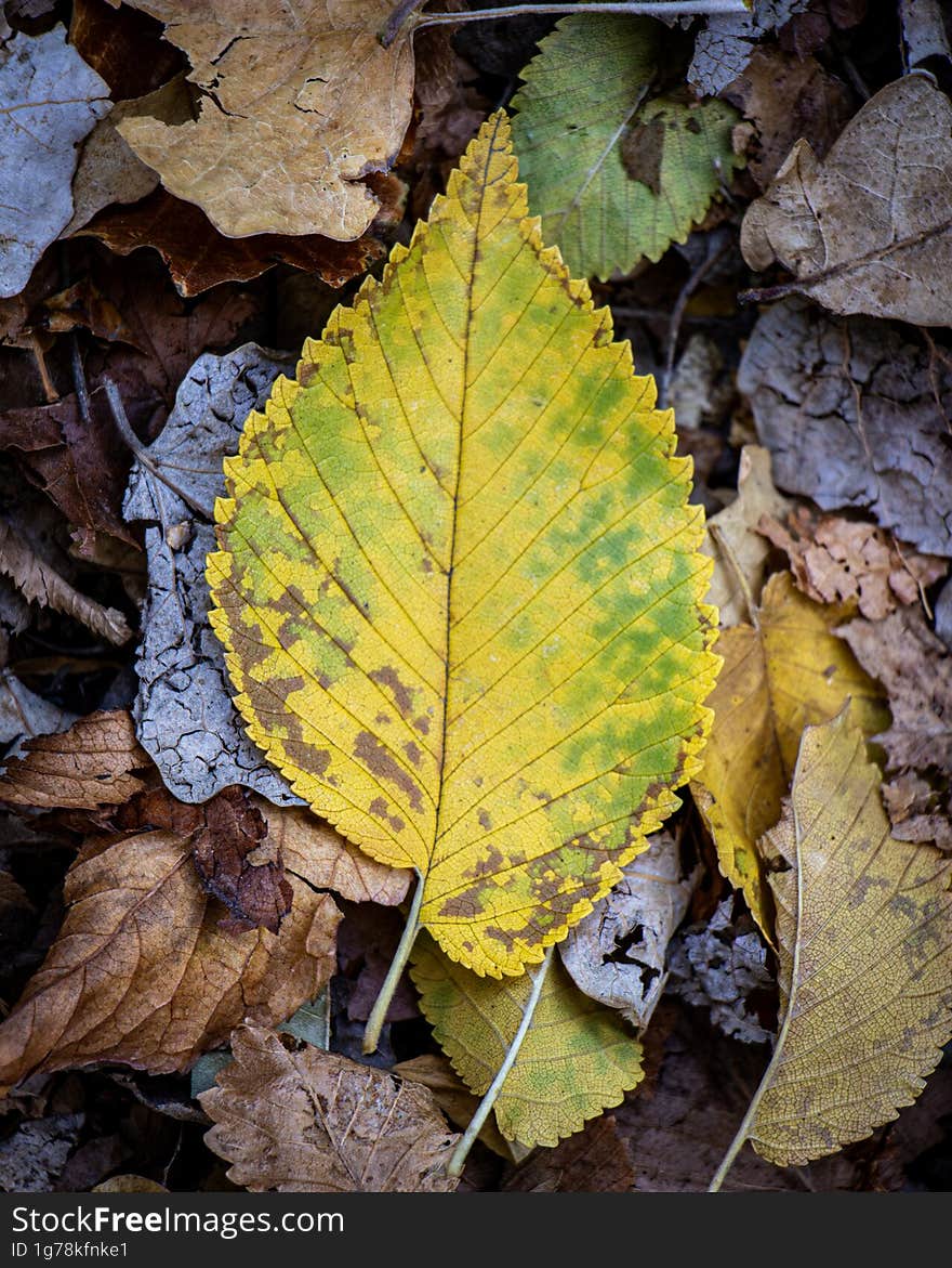 The beauty of autumn leaf