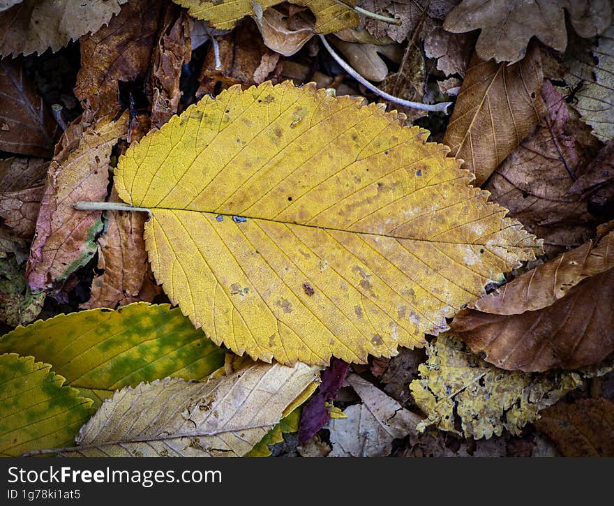 The beauty of autumn leaf