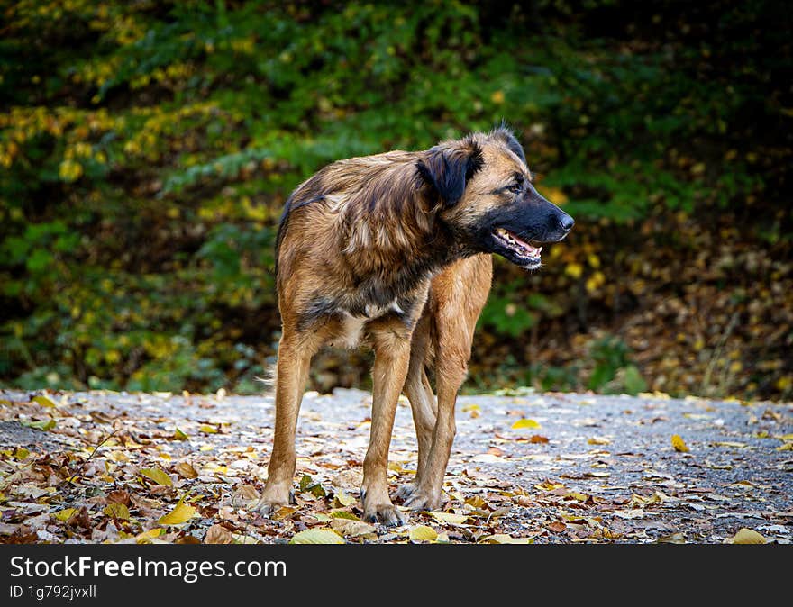 Friendly dog enjoying the autumn landscape