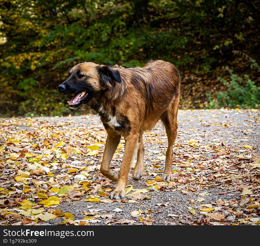 Friendly dog in an autumn landscape