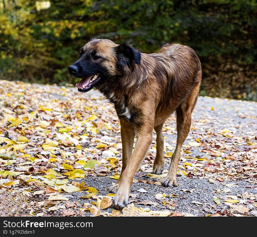 Friendly dog in an autumn landscape