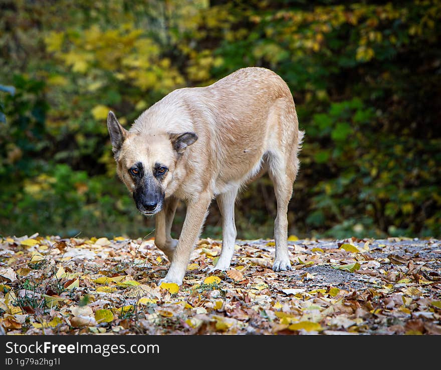 Friendly dog in an autumn landscape