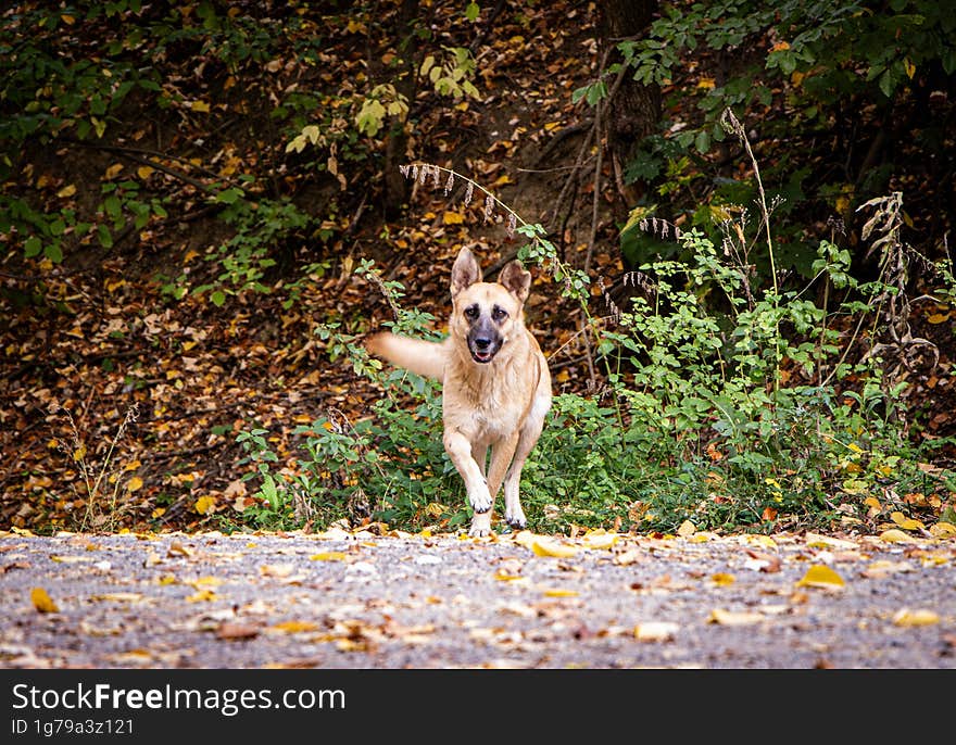 Friendly dog enjoying the autumn landscape