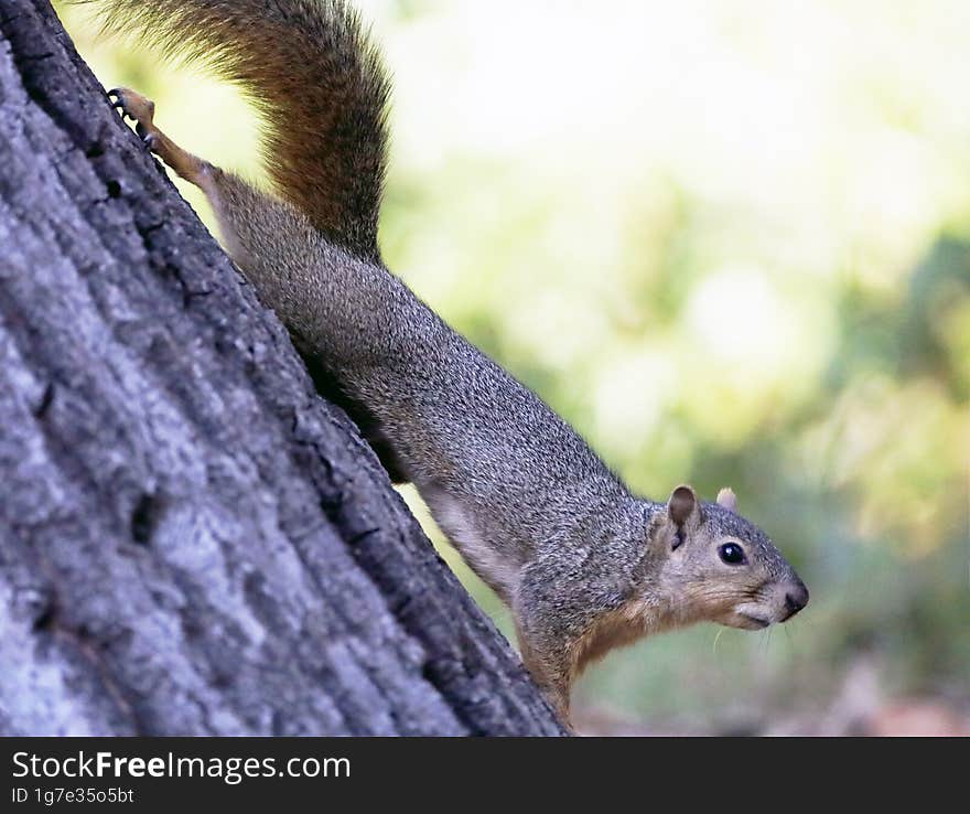 squirrel on the tree with cute face