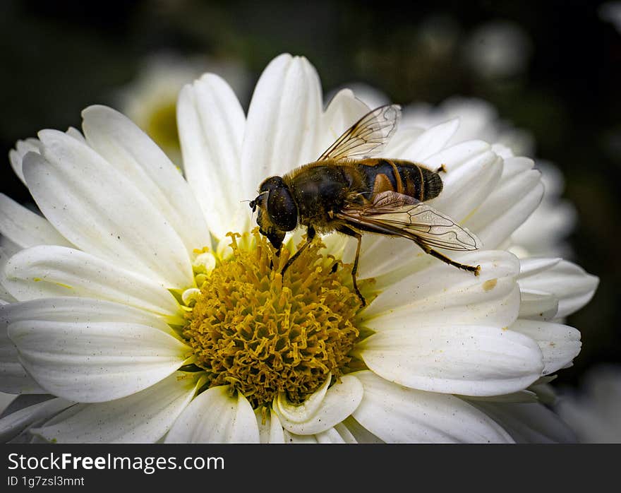 Bee collecting pollen from a white chrysanthemum