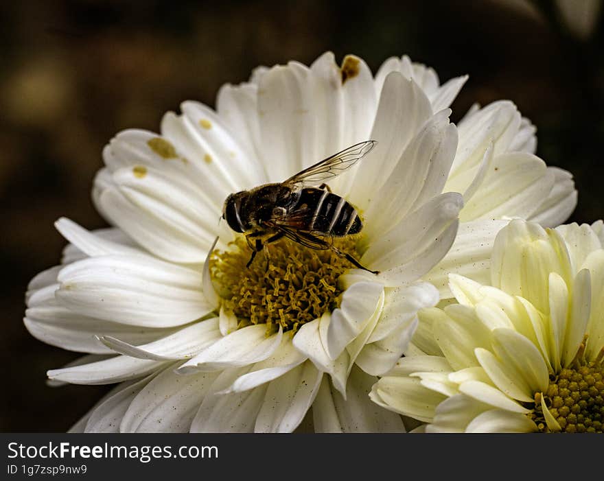 Bee collecting pollen from a white chrysanthemum