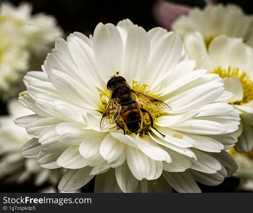 Bee Collecting Pollen From A White Chrysanthemum