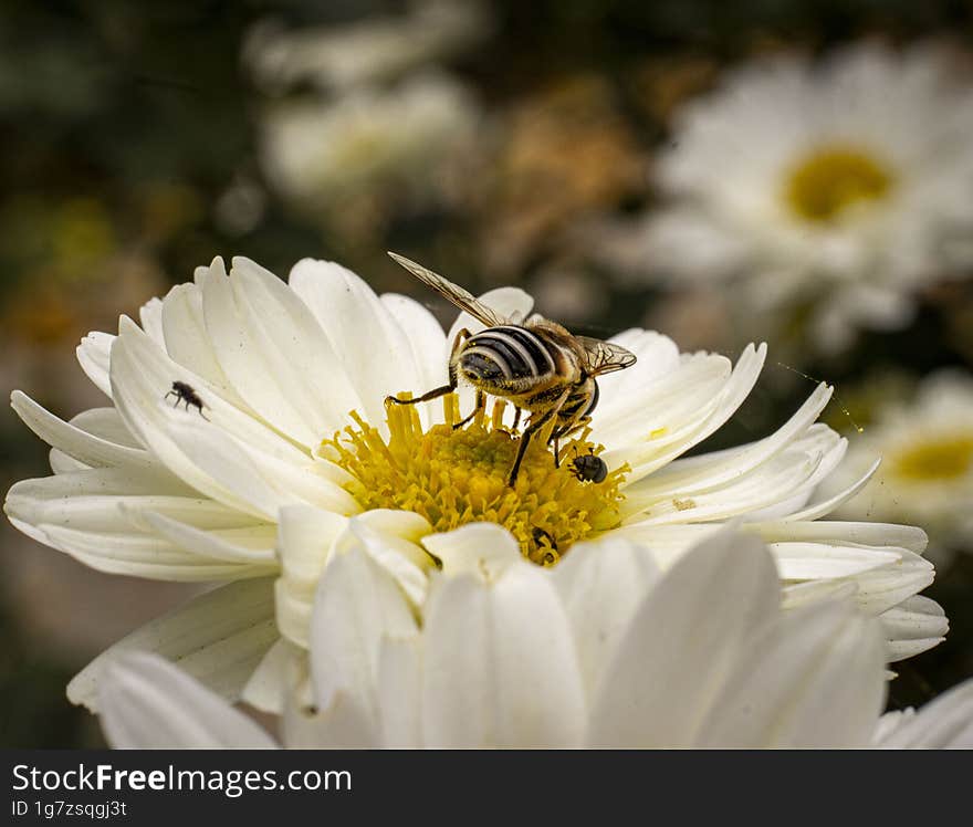 Bee collecting pollen from a white chrysanthemum