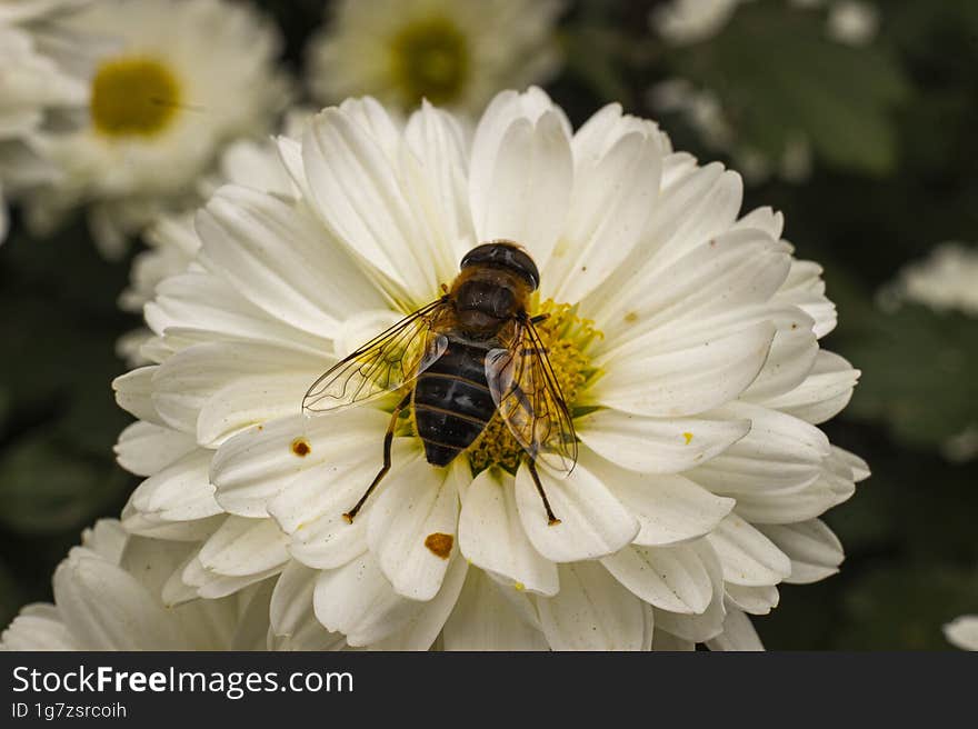 Bee collecting pollen from a white chrysanthemum