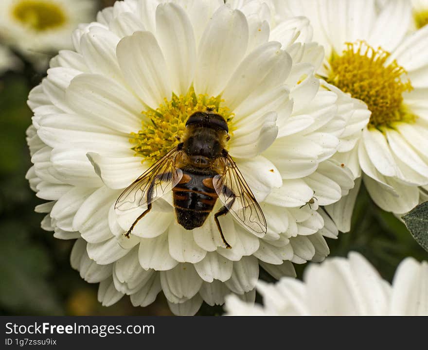 Bee Collecting Pollen From A White Chrysanthemum