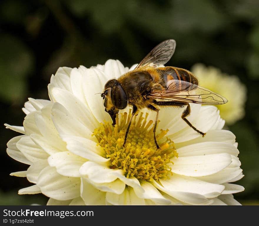 Bee collecting pollen from a white chrysanthemum