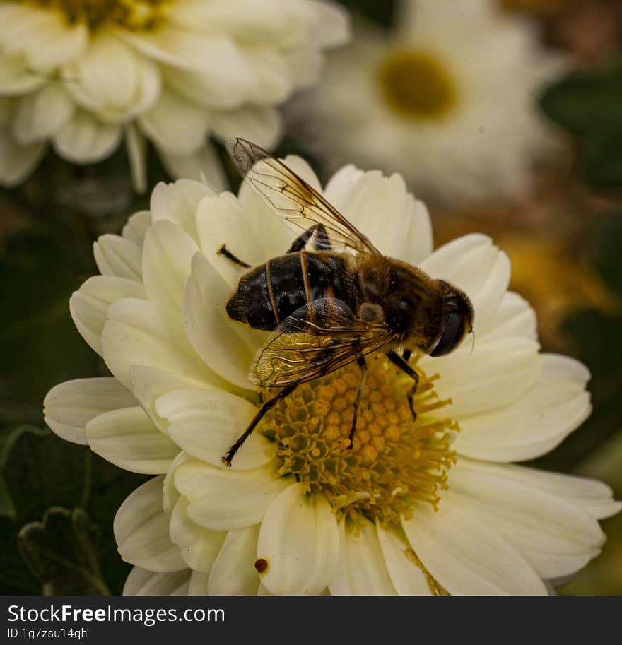 Bee Collecting Pollen From A White Chrysanthemum