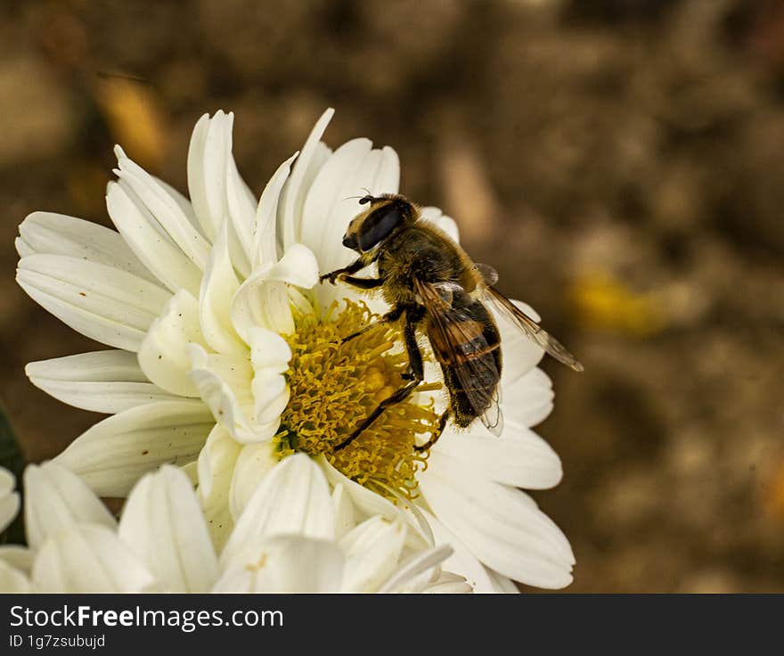 Bee collecting pollen from a white chrysanthemum