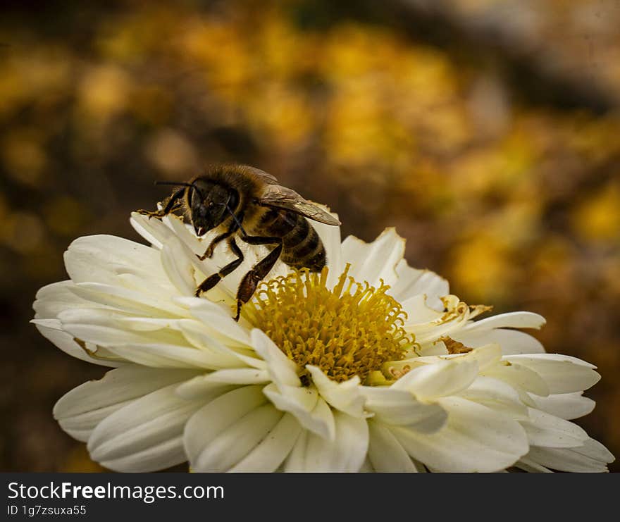 Bee collecting pollen from a white chrysanthemum