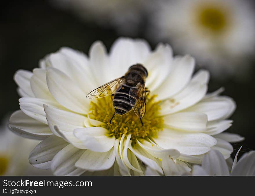 Bee collecting pollen from a white chrysanthemum