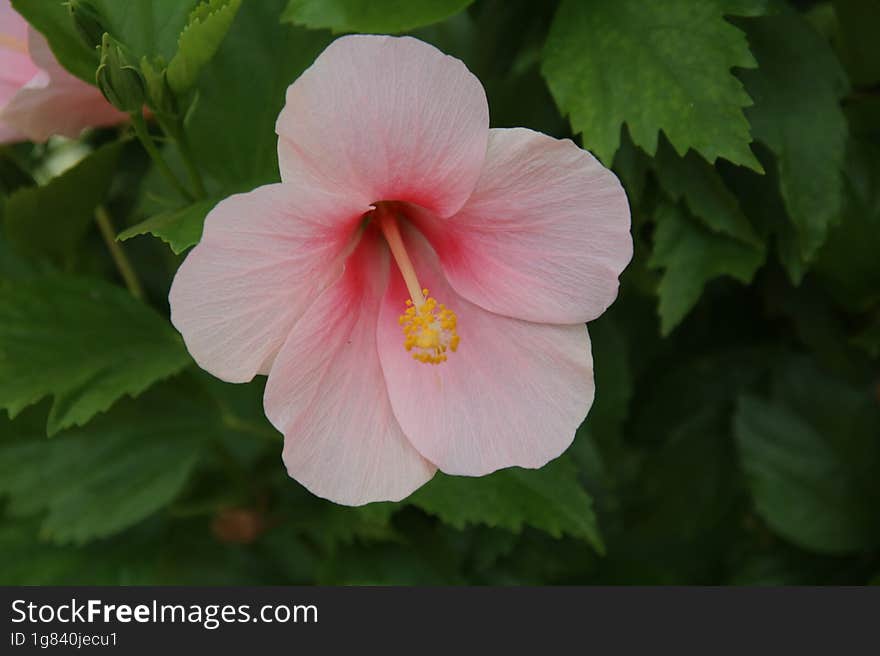 A Pink Flower In A Garden In Vietnam.