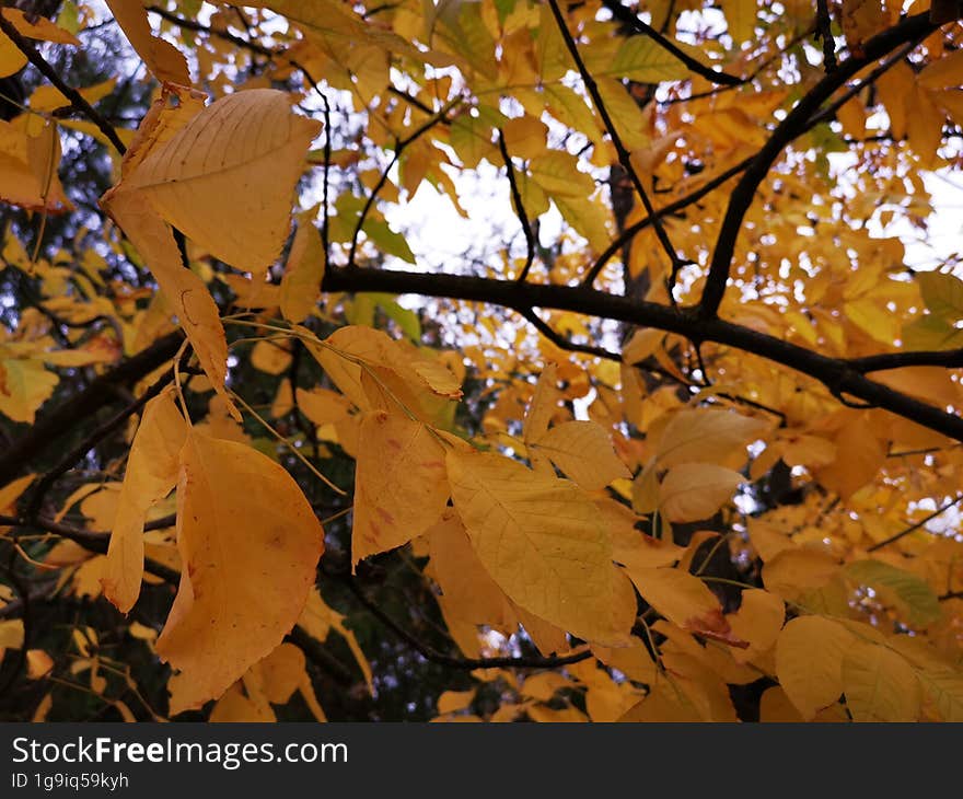 Autumn seasonal vibrant leaves, foliage details.